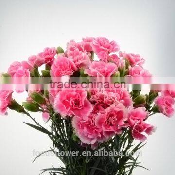 unique jasmine flower carnation from kunming china