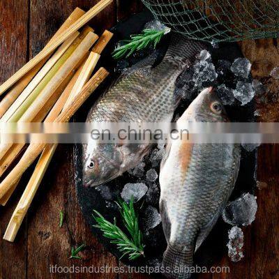 Tilapia Frozen fish (Oreochromis Niloticus)