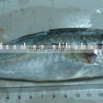 frozen horse mackerel fish