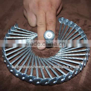 2"XBWG12 Galvanized roofing nail or umbrella nail from direct factory