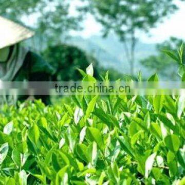 Vietnam Black Tea/ Green Tea