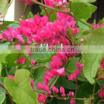 Antigonon Leptopus Plants