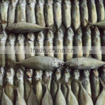 short body mackerel