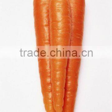 new crop chinese fresh carrots for sale