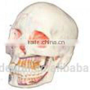 Skull model study model Hot Sale Human Dental Teaching Models