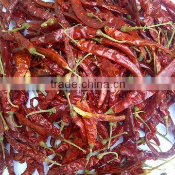 Variety red chillies with stem