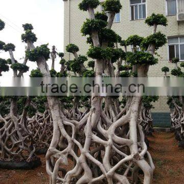 Indoor and outdoor potted plants ficus big trees