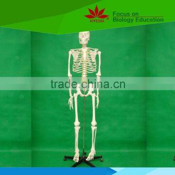 Most popular high quality 170cm high Male skeleton model