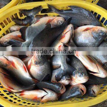 frozen pomfret whole round for selling