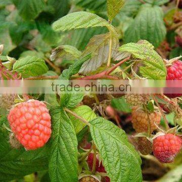 Raspberry Tree Seedling
