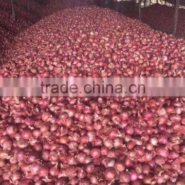 Exporters, Producer, Suppliers of Fresh Onions/Red Onions photo-4