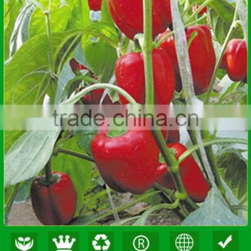 JSP21 Blush Hybrid vegetable seeds for F1 Red Capsicum seeds, red bell pepper seeds, red sweet pepper seeds