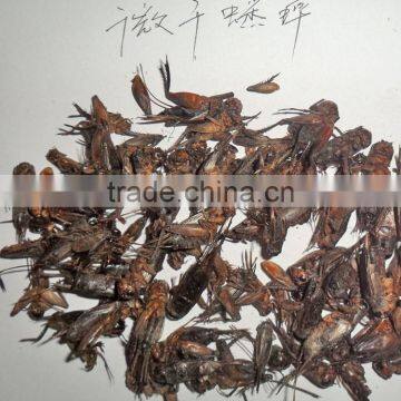 Dried Crickets for Chicken and Bird photo-3