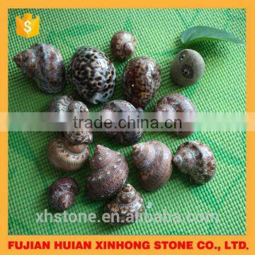 New Arrival Top Sale Popular Fashion Shell in 2015 photo-5