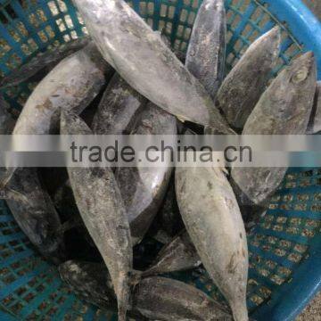 300-500g Seafrozen Bonito Fish Auxis Thazard photo-3