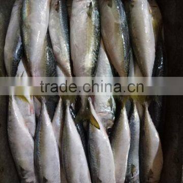 Frozen Seafood Pacific Mackerel Quality-guarantee