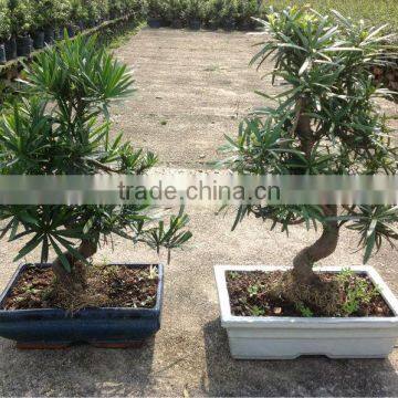 Podocarpus macrophyllus bosnai S shape