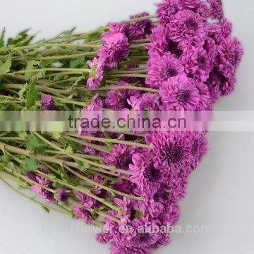 Artificial Purple Chrysanthemum With All Colors Available