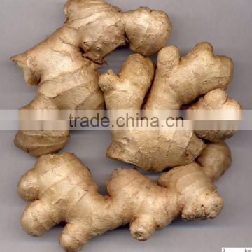 Young Ginger from China