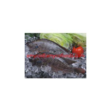 Tilapia GS