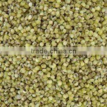 Green millet organic