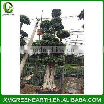 Ficus microcarpa big bonsai 4m (2)