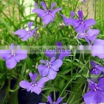 Sessile Lobelia, Lobelia, flower seeds , herb seed,vegetalbe seed,fruit seed,grass seed