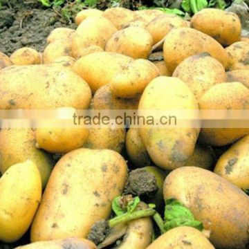 Fresh Potatoes packed in mesh bag