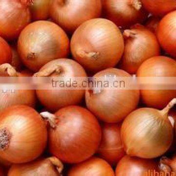 onion buyers