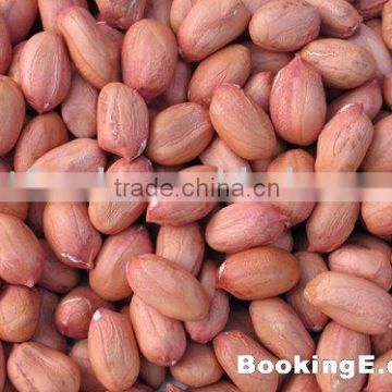 Chinese Shandong Groundnut