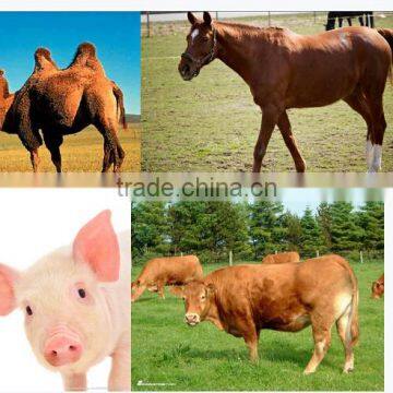 Factory Price ! CE*ISO Approved Palm Veterinary Ultrasound Machine Vet V8 for Animal photo-3