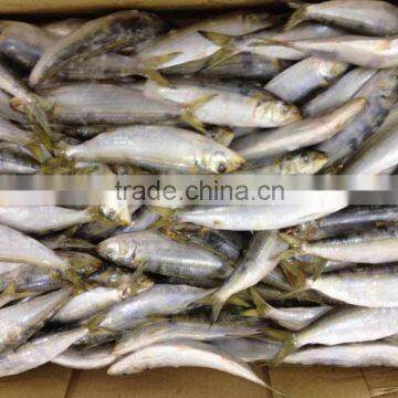 Sardine Fish For Canning