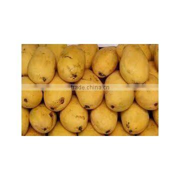 Egyptian Sweet Mango with little Fiber (Kit-Kent)