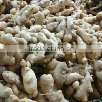 Chinese Mature Ginger Price of Fresh Ginger