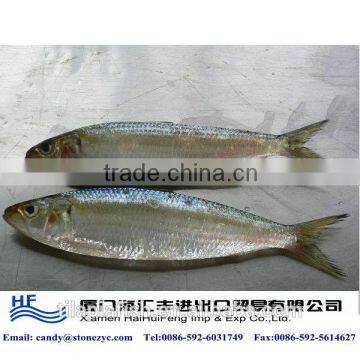 Whole round frozen fresh sardines