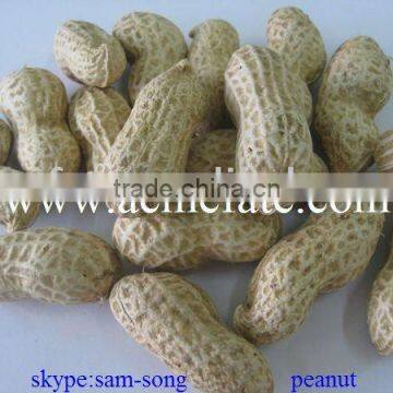 hot new crop 2013 Peanut in shell