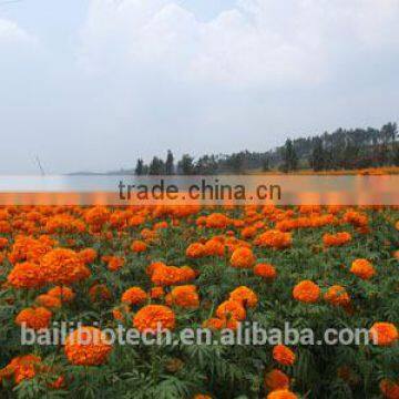 Marigold Oleoresin, Lutein, Marigold Extract