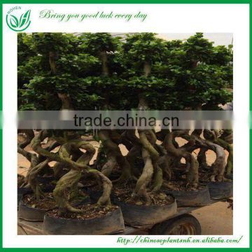 Ficus Bonsai Ornamental Plants