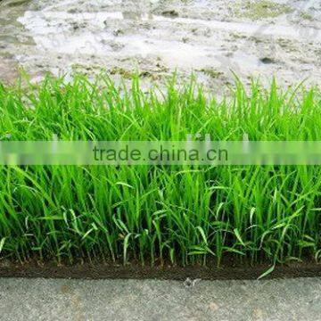 Latest Fashion Best Choice Rice Seedling Tray photo-2