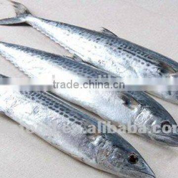 Frozen spanish mackerel big size