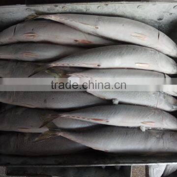 Frozen W/R Seafood Pacific Mackerel High-quality Pacific Mackerel photo-2