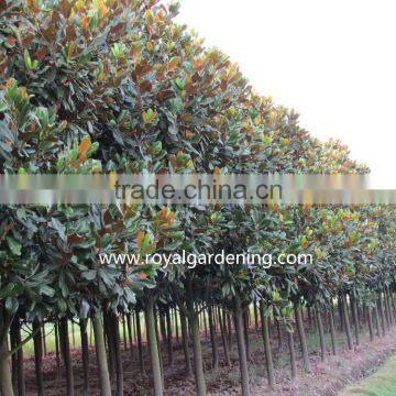 Magnolia grandiflora cold hardy landscaping trees