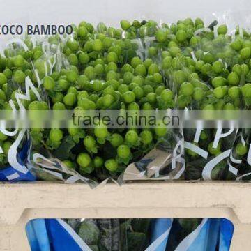 HYPERICUM COCO BAMBOO