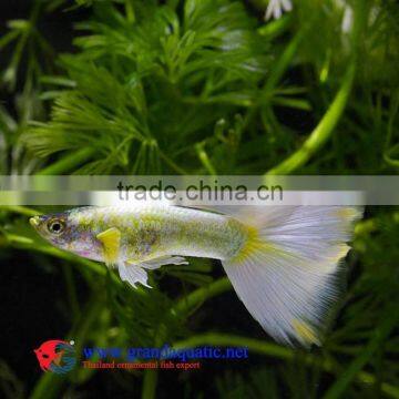 Guppy Fish Farm for Sale/ Aquarium Fish photo-4
