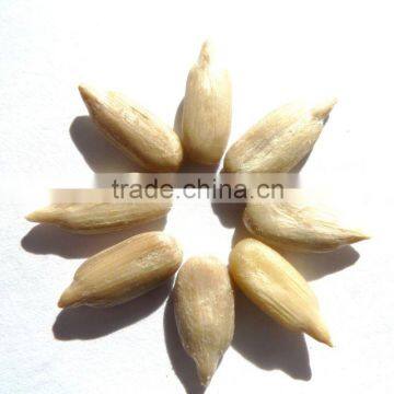 Sunflower kernel