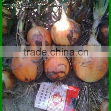 Sell Cheap Onion 2016 Spring Onion Red/Yellow/White Onion