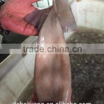 Landing Frozen Illex Squid Body With Size 400 - 600g