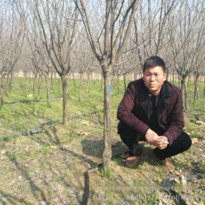 Цена сорта сливо-вишни Prunus × blireana 'meiren' и прайс-лист на саженцы сливо-вишни Prunus × blireana 'meiren'. Дешевые и с высокой выживаемостью. photo-5