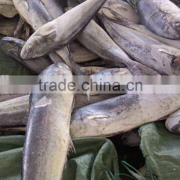 Frozen Mahi-mahi Fish WR Scientific Name Coryphaena Hippurus photo-3