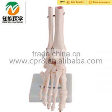 Natural size human podarthrum skeleton medical model , Foot Joint skeleton model